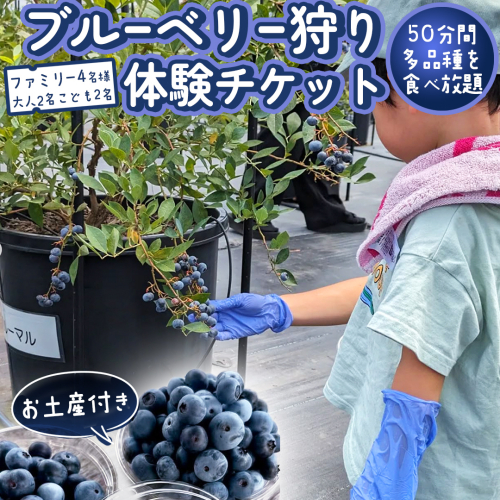 ブルーベリー狩り 体験チケット 《ファミリー４名様プラン お土産付き》 ブルーベリー ベリー 食べ比べ 食べ放題 収穫 収穫体験 体験 チケット 招待券 レジャー 観光 旅行 ファミリー ふれあい お土産 おみやげ 持ち帰り テイクアウト 多品種 果実 果物 くだもの フルーツ 自然体験 農業体験 茨城県 桜川市 [DZ010sa] 2583386 - 茨城県桜川市