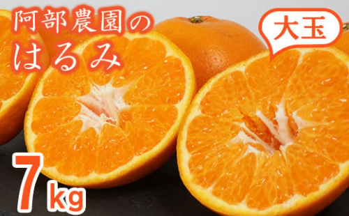 阿部農園の「はるみ(大玉) 約7kg」 ／ ミカン みかん 蜜柑 柑橘類 はるみ 先行予約 2月 3月 数量限定 フルーツ ＜112-009_5＞