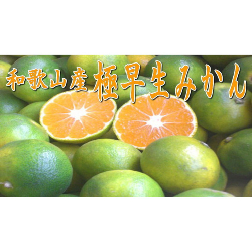 極早生みかん 5kg 和歌山産 甘酸っぱいみかん 2583842 - 和歌山県御坊市