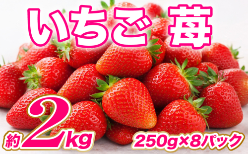 【先行予約】 いちご 約2kg（約250g×8パック） イチゴ 苺 果物 くだもの フルーツ 旬 ジャム スムージー スイーツ 熊本県 八代市 【2027年1月上旬より順次発送】 2584077 - 熊本県八代市