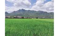 栽培期間中農薬・肥料不使用で作った朝日米 玄米20kg 粟屋農場 山口県 防府市 H-G02 玄米 朝日米 20kg 栽培期間中農薬不使用 肥料不使用 無農薬 自然栽培 在来種 希少米 佐波川