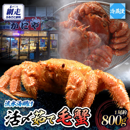 流氷海明け・活〆茹で特大毛蟹1尾約800g冷蔵便届け ABAO110 2586909 - 北海道網走市