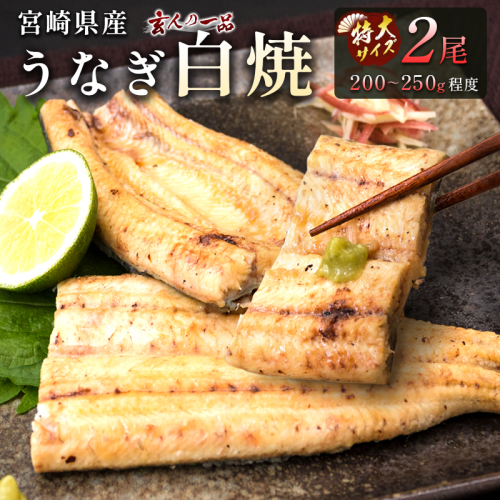 数量限定［玄人の一品］うなぎ白焼き 特大2尾（200～250g程度/1尾）計400g以上 宮崎県産鰻 化粧箱入り 蒲焼タレ付（50ml×1本）2週間以内出荷【C428】 2592524 - 宮崎県新富町