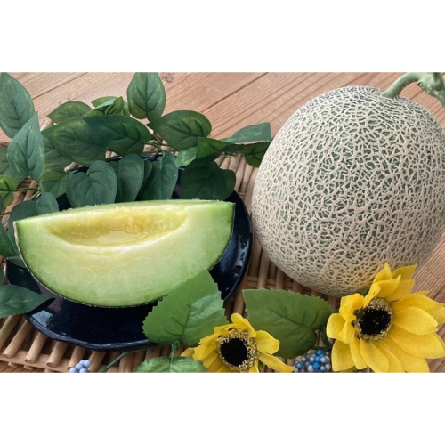 【先行予約】京丹後・俵野産 砂丘メロン 2L以上 1玉（2026年7月下旬～発送） 2592969 - 京都府京丹後市