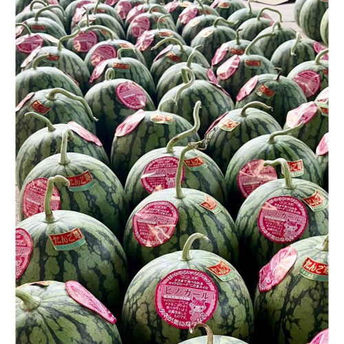 【先行予約】京丹後・俵野産 小玉スイカ ピノガール 1玉（2026年7月中旬～発送） 2592971 - 京都府京丹後市