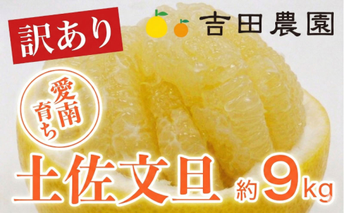 【先行予約】数量限定 訳あり 土佐文旦 9kg 10000円 みかん 文旦 ぶんたん 国産 家庭用 産地直送 農家直送 期間限定 ビタミン 特産品 人気 限定 さわやか 甘い フルーツ 果物 果実 柑橘 蜜柑 糖度 果樹園 おいしい 愛媛 みかん ブランド オレンジ 大小 サイズ ミックス ゼリー ジュース 人気 限定 先行 予約 事前 受付 愛南町 愛媛県 吉田農園 2592973 - 愛媛県愛南町