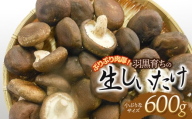ぷりぷり肉厚！羽黒育ちの生しいたけ　600g（小ぶりなサイズ）　山形県鶴岡市　産直あさひ・グー　K-810　| しいたけ 椎茸 シイタケ 食品 野菜 きのこ 肉厚 国産 産地直送 新鮮 おすすめ おいしい 人気 ご当地 お取り寄せ 返礼品