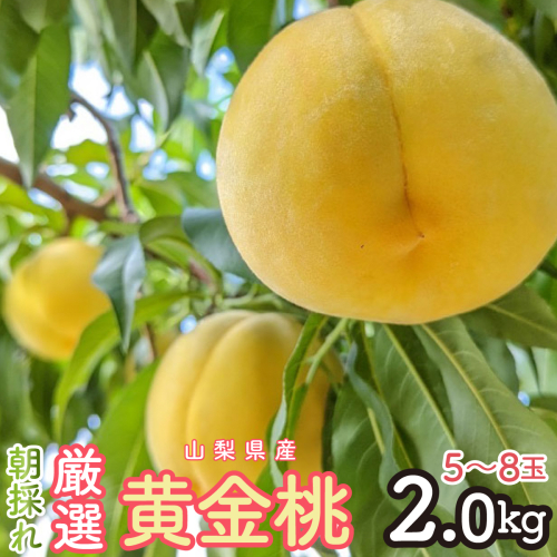 2026年発送 朝採れ！厳選！山梨県産 黄金桃2Kｇ 5～8玉 SWCM002 2593477 - 山梨県昭和町