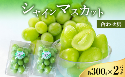 【2026年8月より順次発送】 シャインマスカット 約300g×2パック（計約600g） 合わせ房 若手農家応援 ぶどう ブドウ マスカット 果物 くだもの 旬のフルーツ 旬の果物 季節のフルーツ 季節の果物 静岡 浜松市 2594213 - 静岡県浜松市