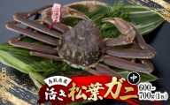 活　鳥取県産タグ付き松葉ガニ中1枚(600g～700g)【1536361】