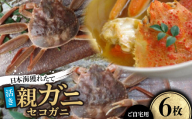 ＜先行予約＞＜活き＞日本海獲れたて親ガニ(セコガニ)6枚　※11月中旬から順次発送【1536859】