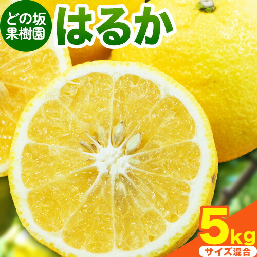 みかん はるか 約 5kg サイズ混合 どの坂果樹園《2026年3月上旬-5月下旬頃出荷》 和歌山県 日高町 はるか 旬 柑橘 フルーツ 果物 2594431 - 和歌山県日高町