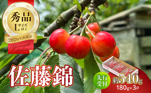 【2026年度先行受付】★さくらんぼ佐藤錦★約540g 秀品 【6月より順次発送予定】 063-012 2595667 - 山形県大江町
