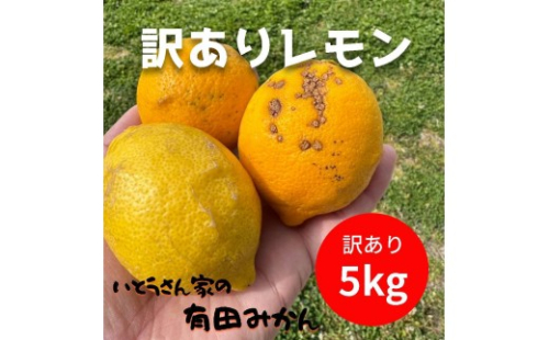訳あり 国産 レモン 5kg (32～40玉) 2596570 - 和歌山県有田川町