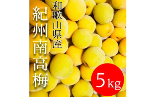 黄色～完熟梅 南高梅 5kg 2596574 - 和歌山県有田川町