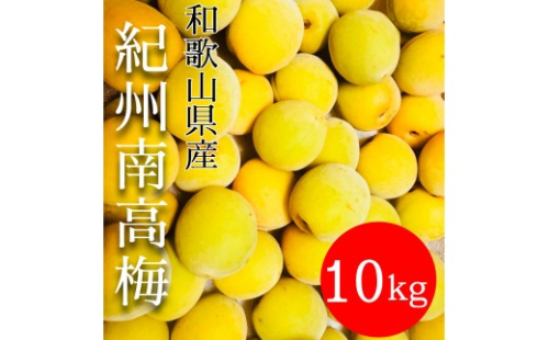 黄色～完熟梅 南高梅 10kg 2596575 - 和歌山県有田川町