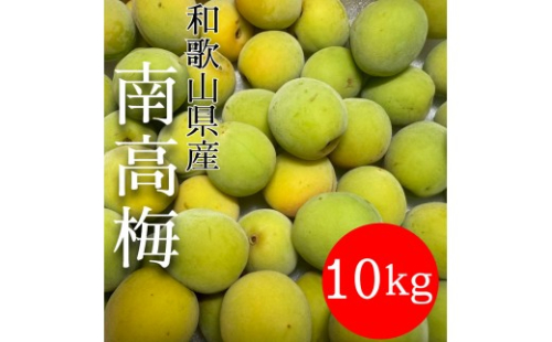 青梅 南高梅 10kg 2596579 - 和歌山県有田川町