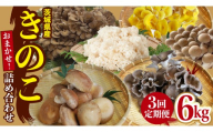 【 3ヶ月 連続定期便 】 きのこ の 詰め合わせ Lサイズ 約2kg 大容量 キノコ 舞茸 あわび茸 たもぎ茸 しいたけ 花びら茸 セット 鍋 炒め物 茨城県 (AU009)