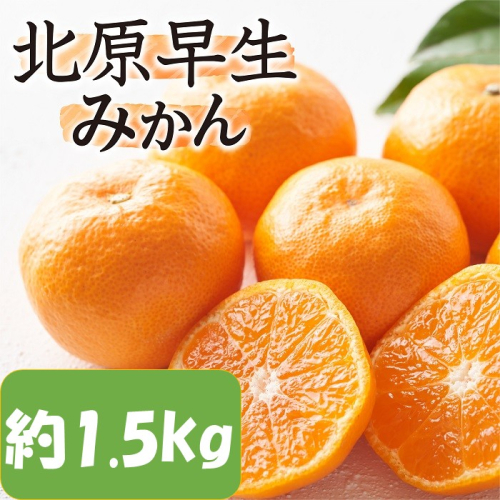 ZF172.【予約受付・期間限定商品】北原早生みかん（1.5kg程度）.2026年10月～11月配送 2597864 - 福岡県新宮町