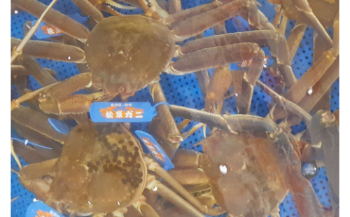 【先行予約】魚新の「山陰沖産ボイル松葉ガニ」（2～3杯 計約1.7kg前後）＜12月～2月末までのお届け＞【096_1698】 2598178 - 島根県浜田市