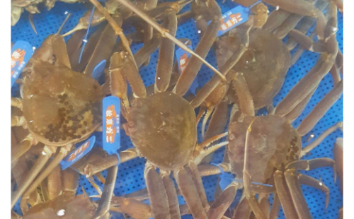 【先行予約】魚新の「山陰沖産ボイル松葉ガニ」（3～5杯 計約2.5kg前後）＜12月～2月末までのお届け＞【096_1699】 2598179 - 島根県浜田市