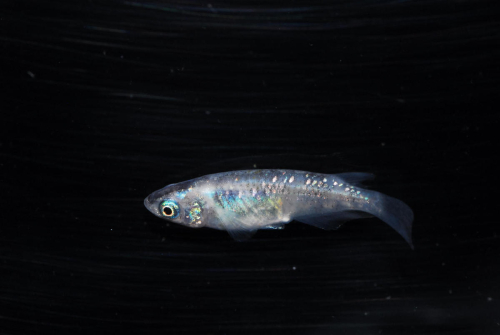 メダカ「紅灯系白虎(べにあかりけいびゃっこ)」5匹セット HNNAD001 2598341 - 埼玉県飯能市