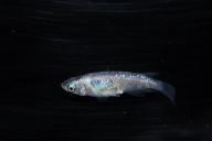 メダカ「紅灯系白虎(べにあかりけいびゃっこ)」5匹セット HNNAD001