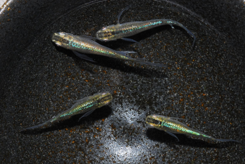 メダカ「松井ヒレ長 緑光」4匹セット HNNAD002 2598342 - 埼玉県飯能市