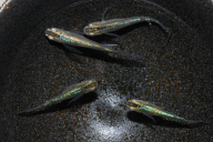 メダカ「松井ヒレ長 緑光」4匹セット HNNAD002