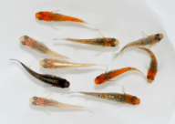 メダカ ミックス10匹セット HNNAD004