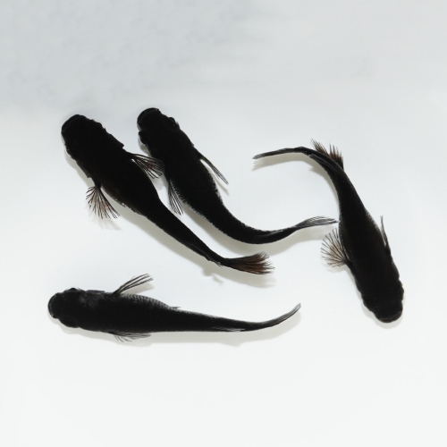 メダカ「オロチ」4匹セット HNNAD005 2598345 - 埼玉県飯能市