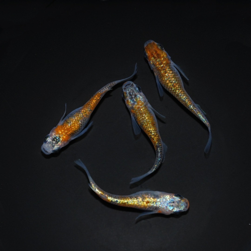 メダカ「大輝」4匹セット HNNAD006 2598346 - 埼玉県飯能市