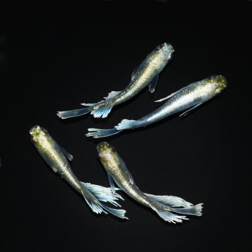 メダカ「エメキン」4匹セット HNNAD007 2598347 - 埼玉県飯能市