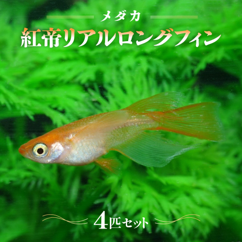 メダカ「紅帝リアルロングフィン」4匹セット HNNAD008 2598348 - 埼玉県飯能市