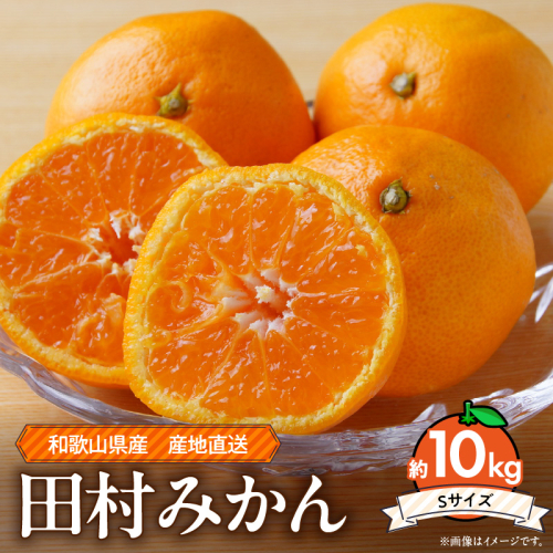 ZE6492_和歌山 湯浅町産 田村みかん 約10kg【Sサイズ】 2598349 - 和歌山県湯浅町