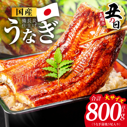 【土用の丑の日】国産うなぎ蒲焼 800g以上（大サイズ5尾）【レンチン 湯煎対応 簡単調理 鰻 ウナギ 人気総菜 日本産 特別規格】 kgp0132d 2598576 - 大阪府泉佐野市