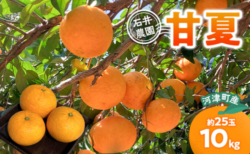 甘夏 10kg 柑橘 かんきつ みかん あまなつ 旬の果物 フルーツ 果実 果物 くだもの 河津町 静岡県 2599138 - 静岡県河津町