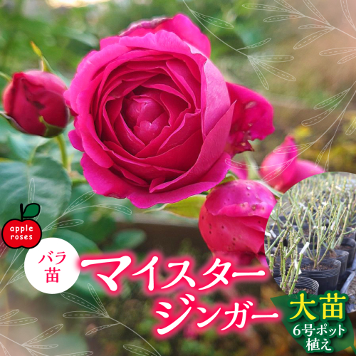 【Apple Roses】バラ苗『マイスタージンガー』大苗6号ポット植え HNNH001 2599233 - 埼玉県飯能市