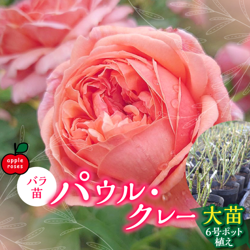 【Apple Roses】バラ苗『パウル・クレー』大苗6号ポット植え HNNH003 2599235 - 埼玉県飯能市