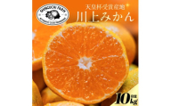 ＜天皇杯受賞産地＞川上みかん 10kg＜小玉＞＜愛媛県八幡浜市＞新口農園厳選＜E70-127＞【1684228】 YWTK126