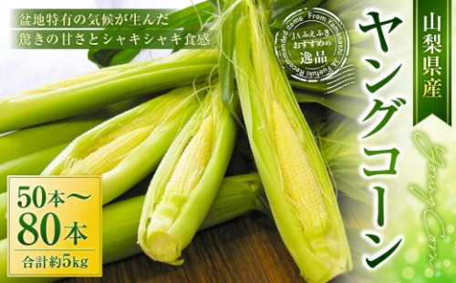 ヤングコーン 約5kg（50～80本入） 【2026年5月上旬～5月下旬発送予定】 とうもろこし スイートコーン 甘み 食感 野菜 やさい 冷蔵 コーン 国産 山梨県産 2600624 - 山梨県中央市