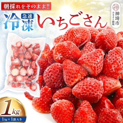 冷凍いちご 1kg(いちごさん)【佐賀県産 ブランド 冷凍いちご フレッシュ 冷凍フルーツ スムージー デザート お菓子作り シャーベット 甘い みずみずしい 無添加】(H126101) 2600716 - 佐賀県神埼市