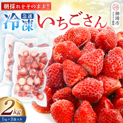 冷凍いちご 2kg(いちごさん)【佐賀県産 ブランド 冷凍いちご フレッシュ 冷凍フルーツ スムージー デザート お菓子作り シャーベット 甘い みずみずしい 無添加】(H126102) 2600717 - 佐賀県神埼市