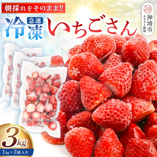 冷凍いちご 3kg（いちごさん)【佐賀県産 ブランド 冷凍いちご フレッシュ 冷凍フルーツ スムージー デザート お菓子作り シャーベット 甘い みずみずしい 無添加】(H126103) 2600718 - 佐賀県神埼市