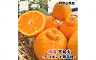 特選 濃厚 不知火 (通称デコポン)  約5kg+200g(傷み補償分) ※2027年1月下旬～3月下旬に順次発送【ard259】