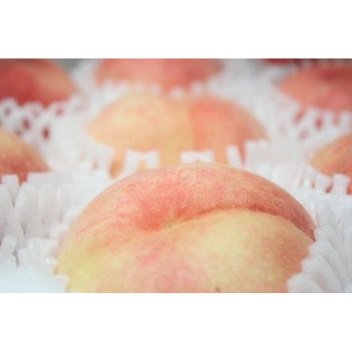 ブレンドファーム厳選!京丹後おススメフルーツ定期便3種（桃、シャインマスカット、新興梨） 桃 シャインマスカット 新興梨 フルーツ 定期便 おすすめ 2601971 - 京都府京丹後市