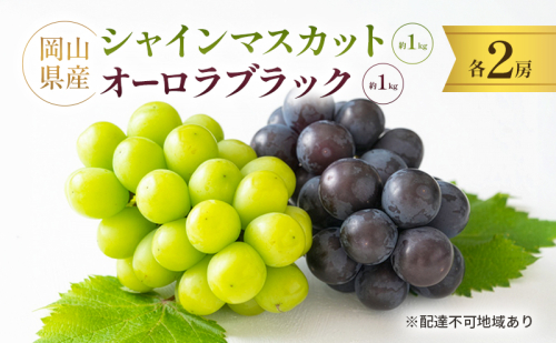 岡山県産 シャインマスカット 約1kg(2房) ・ オーロラブラック 約1kg(2房) 果物 フルーツ ぶどう ブドウ 葡萄 国産 岡山 2603430 - 岡山県高梁市