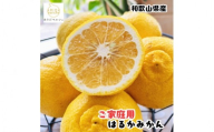 【先行予約】【人気柑橘】有田育ちの はるか みかん（訳あり 家庭用）約1kg+200g(傷み補償分) ※2027年1月下旬～3月下旬に順次発送予定 ※着日指定不可【ard251】