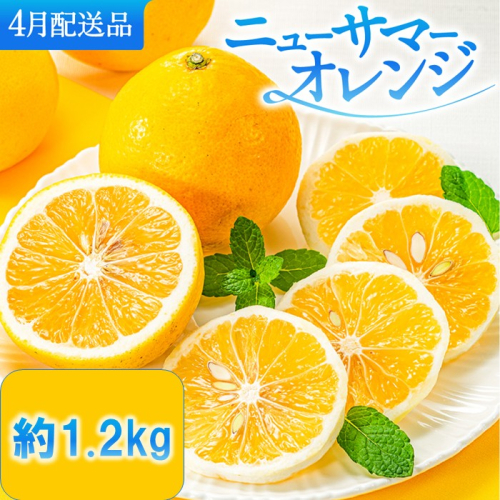 ZF169.福岡柑橘王国.ニューサマーオレンジ約1.2kg／2027年4月配送 2604893 - 福岡県新宮町
