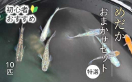 めだか おまかせセットB（10匹）メダカ 特撰 飼育 生体 観賞魚 魚 ペット おまかせ ミックス おすすめ 水槽 インテリア 生物 鑑賞 熱帯魚 アクアリウム 熱帯 淡水魚  243002